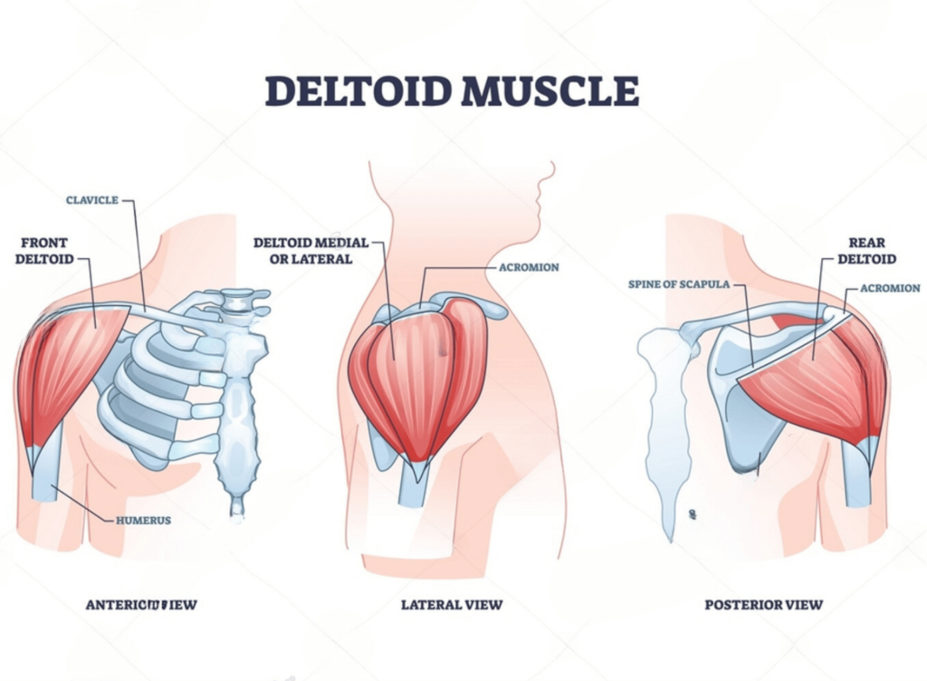 cable machine shoulder exercises